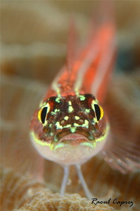 Freckle ? :-) by Raoul Caprez 